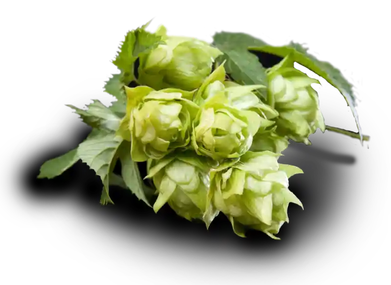 hopfen-001